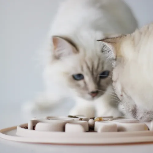 Silicone Slow Feeder Bowl for Dogs & Cats