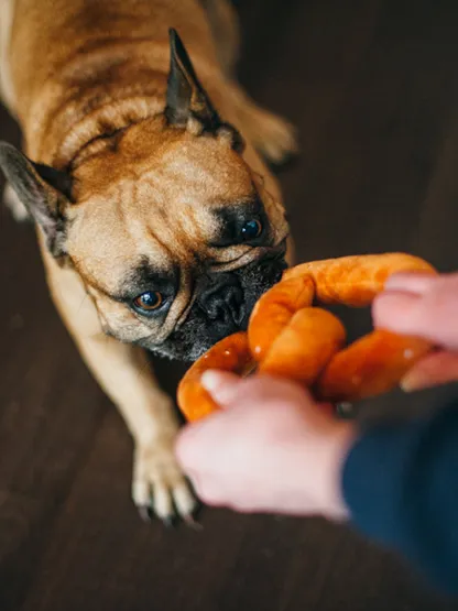 Dog playing with a pretzel-shaped plush toy